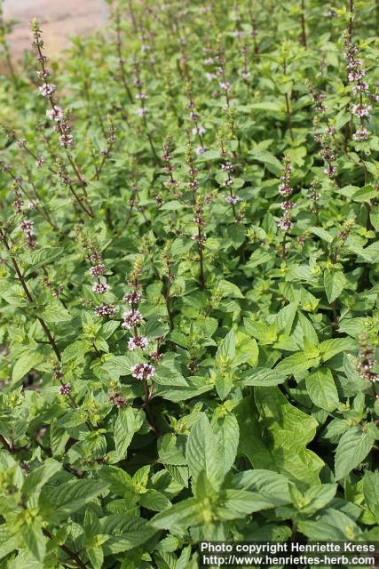 Photo: Mentha x gracilis 1.