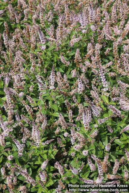 Photo: Mentha spicata 5.