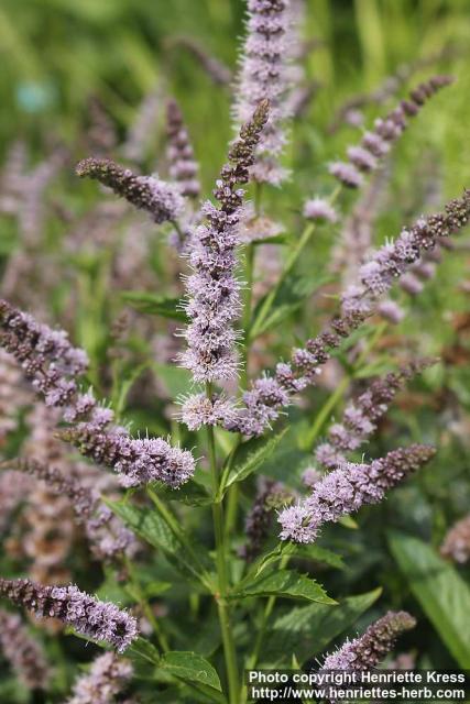 Photo: Mentha spicata 6.