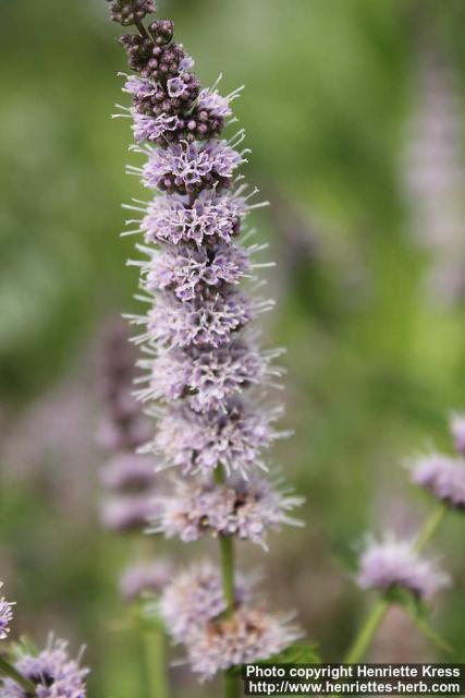 Photo: Mentha spicata 7.