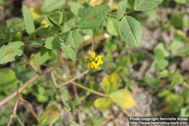 Photo: Medicago italica 0.