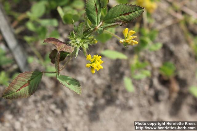 Photo: Medicago italica 1.