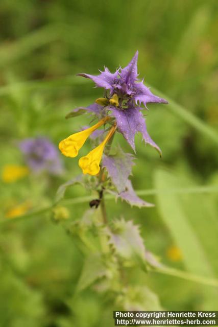 Photo: Melampyrum nemorosum 6.