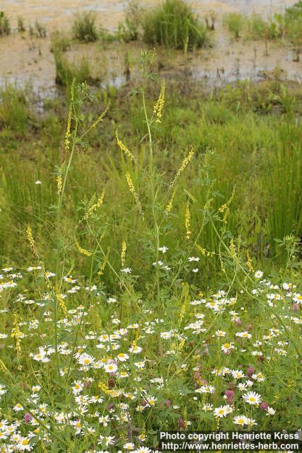 Photo: Melilotus officinalis 07.