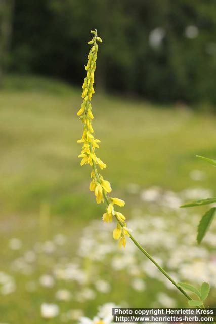 Photo: Melilotus officinalis 09.