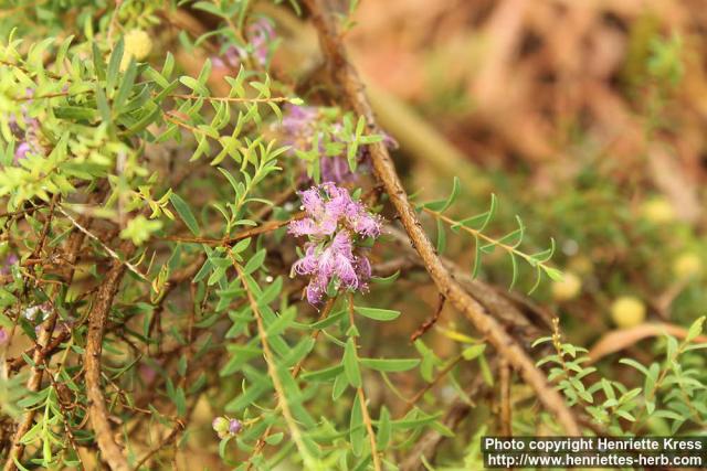 Photo: Melaleuca thymifolia 0.