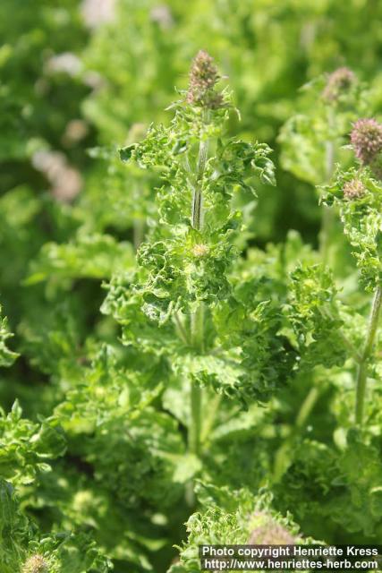 Photo: Mentha spicata cris 7.