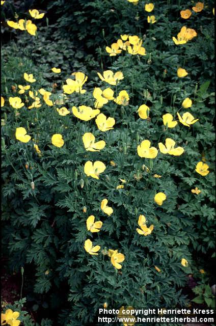 Photo: Meconopsis cambrica.