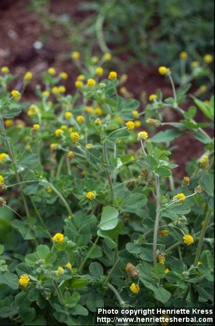 Photo: Medicago lupulina 2.