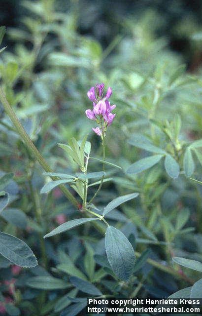 Photo: Medicago sativa 4.