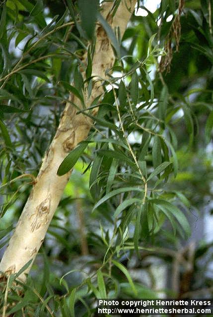 Photo: Melaleuca leucadendra 1.