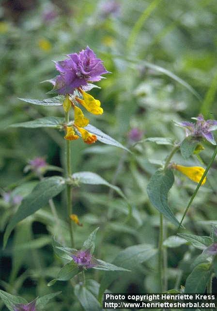 Photo: Melampyrum nemorosum 1.