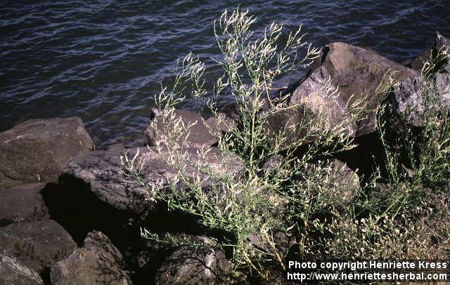 Photo: Melilotus albus 2.