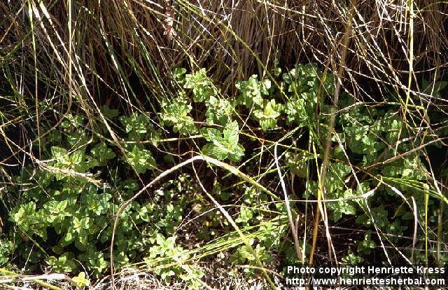 Photo: Mentha arvensis 1.