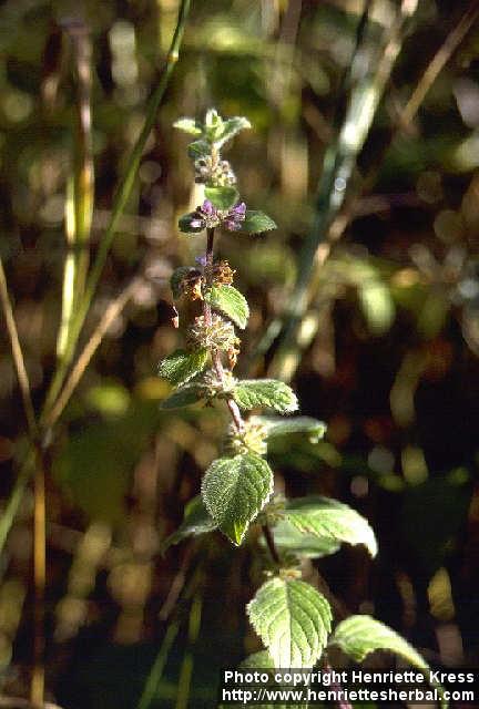 Photo: Mentha arvensis 3.