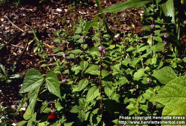 Photo: Mentha arvensis 4.