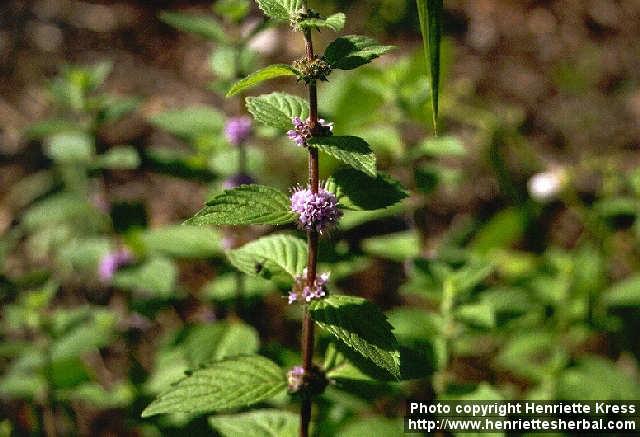 Photo: Mentha arvensis 5.