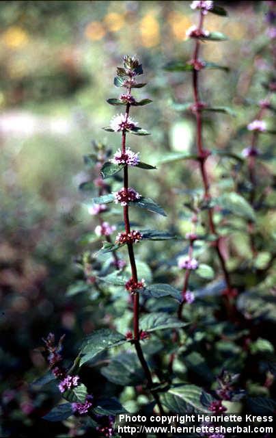 Photo: Mentha arvensis 6.