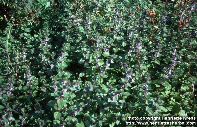 Photo: Mentha arvensis 7.