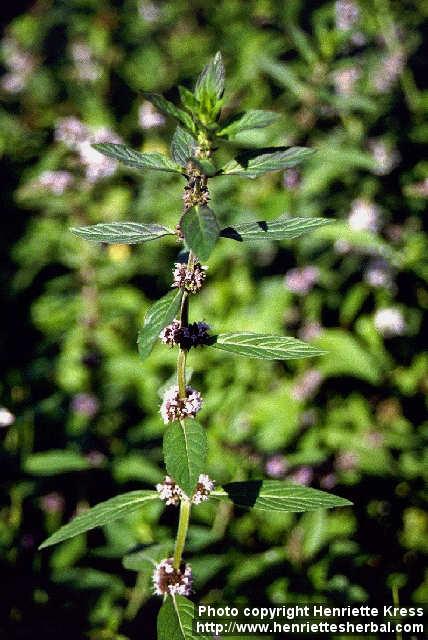 Photo: Mentha arvensis.