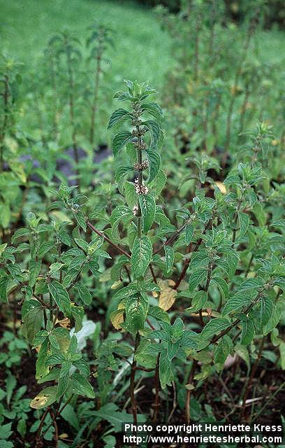 Photo: Mentha canadensis 1.