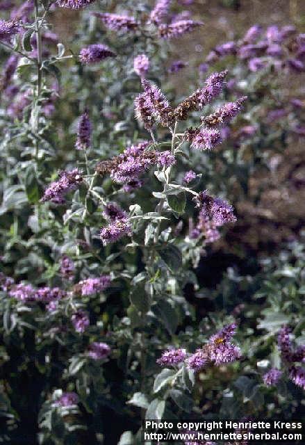 Photo: Mentha longifolia 1.