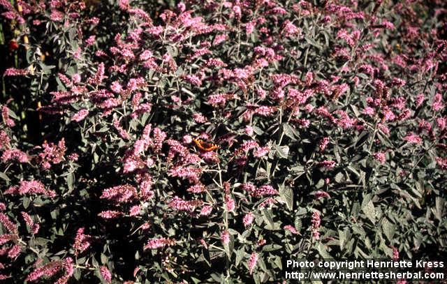 Photo: Mentha longifolia 2.