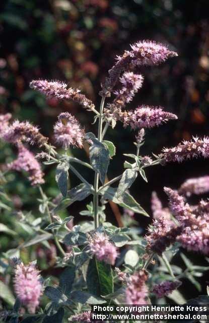 Photo: Mentha longifolia 4.