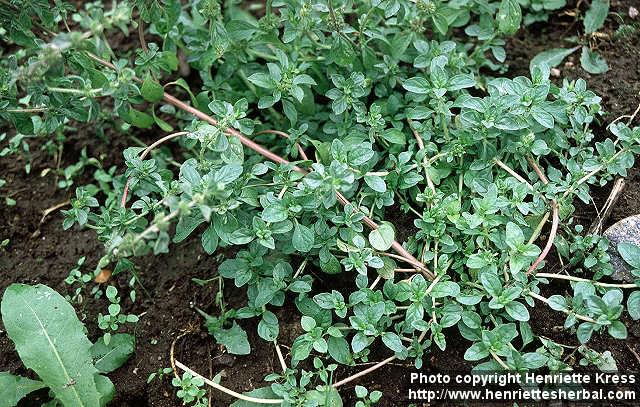 Photo: Mentha pulegium 1.