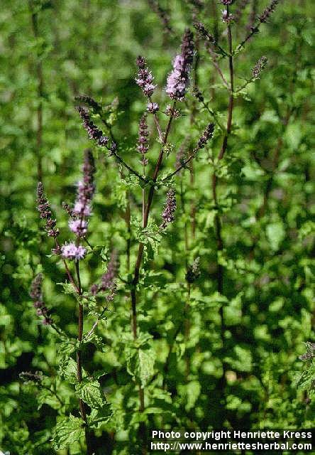 Photo: Mentha spicata.