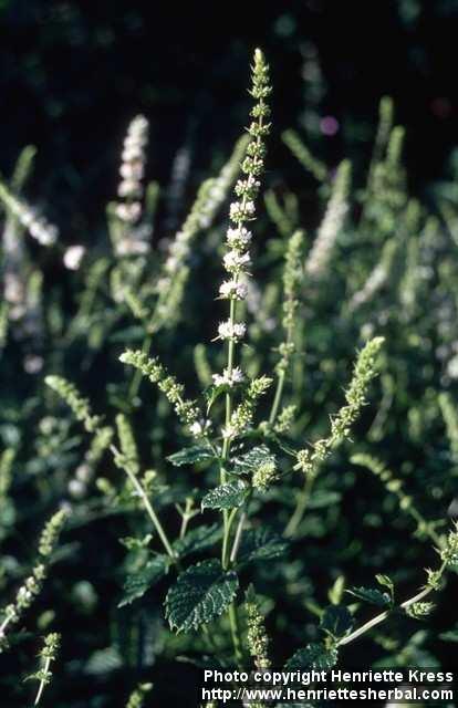 Photo: Mentha spicata cris 2.