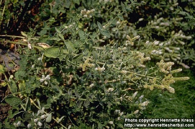 Photo: Mentha suaveolens 1.