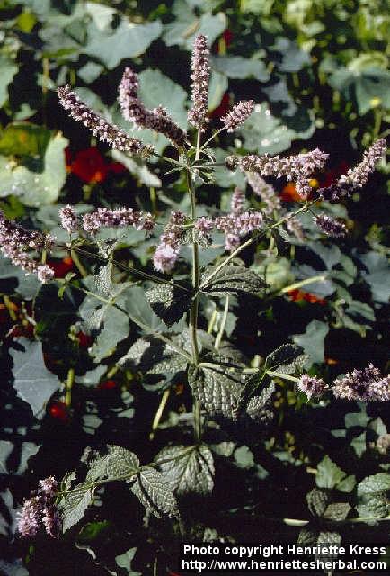 Photo: Mentha suaveolens 2.