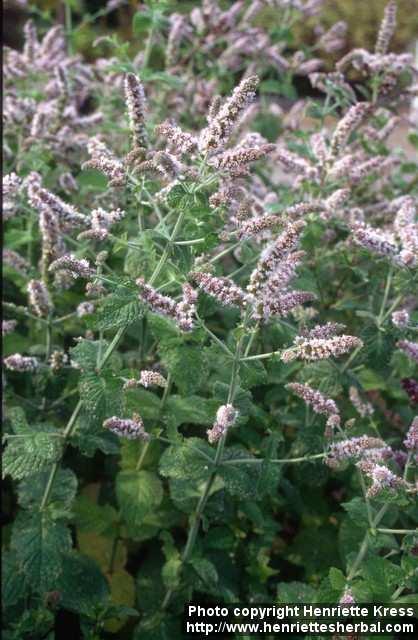 Photo: Mentha suaveolens 3.