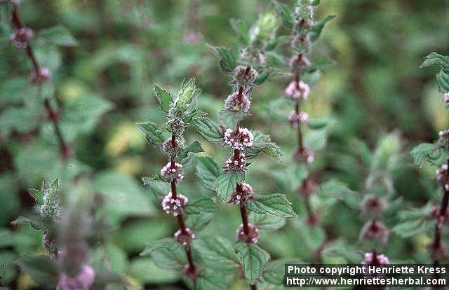 Photo: Mentha x gentilis 3.