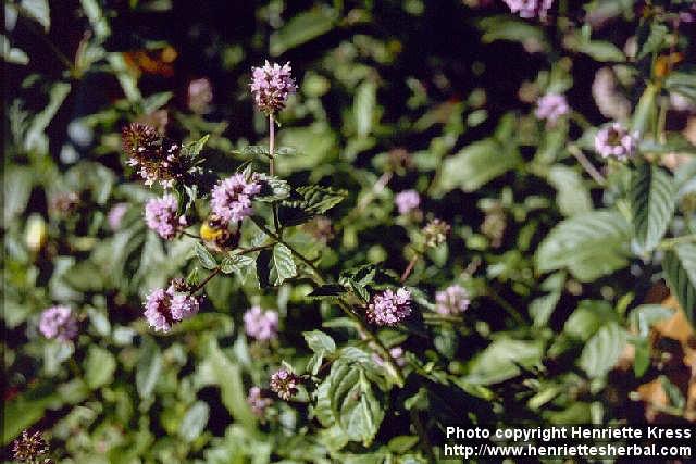 Photo: Mentha x piperita.