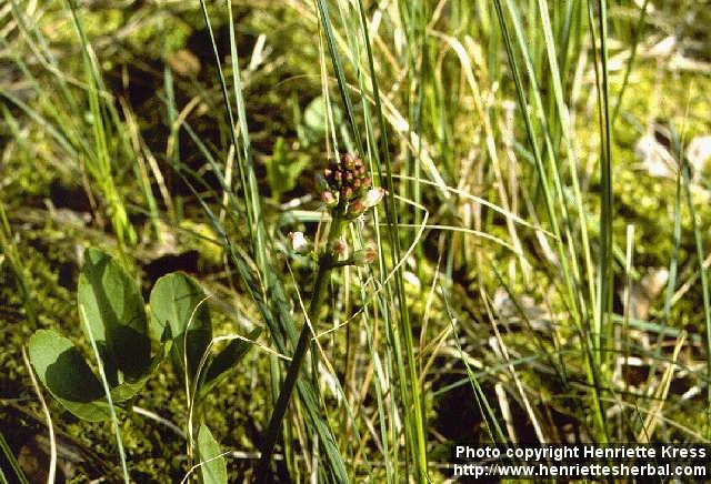 Photo: Menyanthes trifoliata 1.