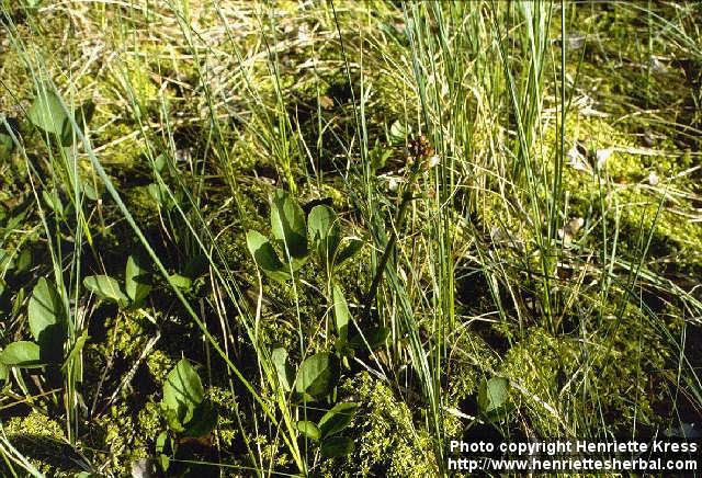 Photo: Menyanthes trifoliata.