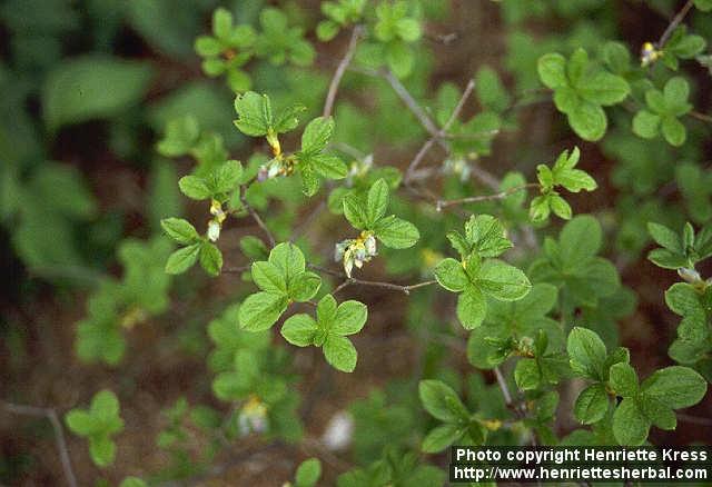 Photo: Menziesia multiflora.