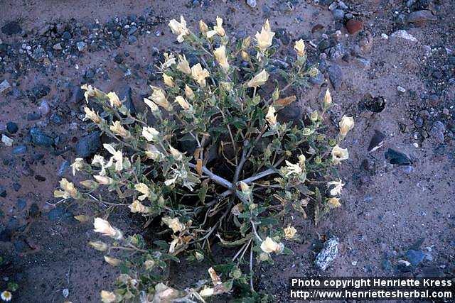 Photo: Mentzelia albicaulis.