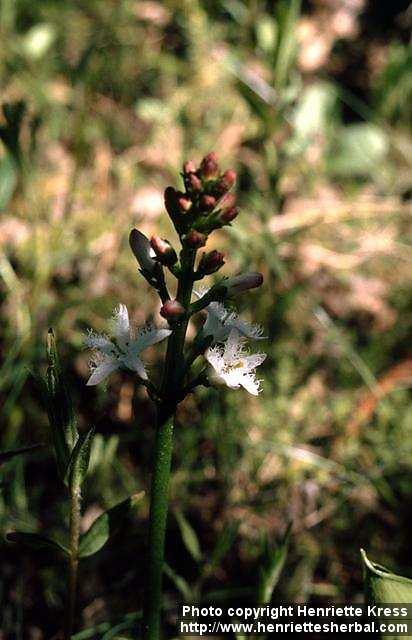 Photo: Menyanthes trifoliata 5.