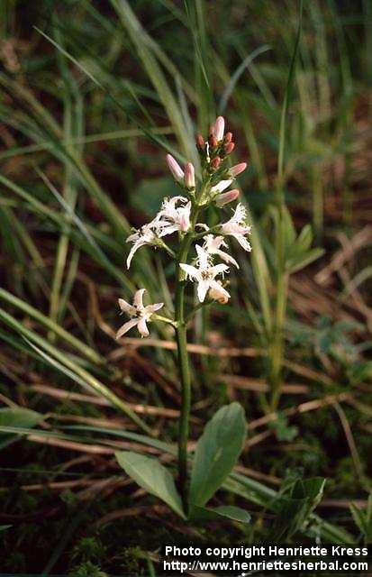 Photo: Menyanthes trifoliata 3.