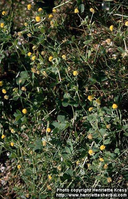 Photo: Medicago lupulina.