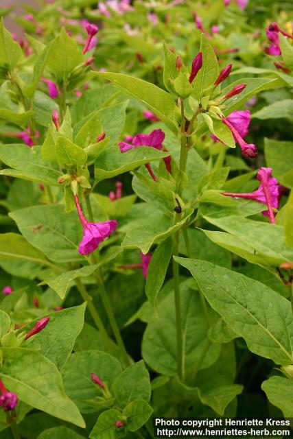 Photo: Mirabilis jalapa 1.