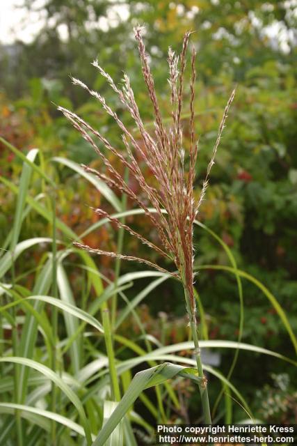 Photo: Miscanthus sinensis.