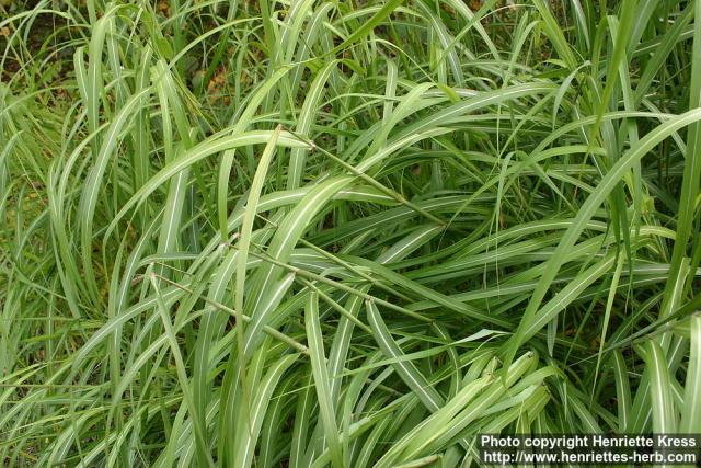 Photo: Miscanthus sinensis 1.