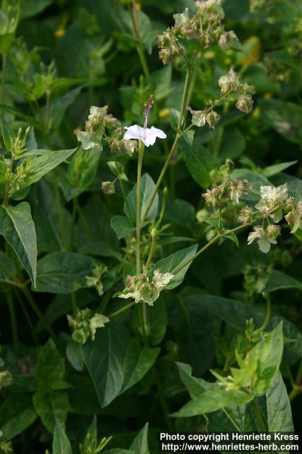 Photo: Mirabilis jalapa 2.