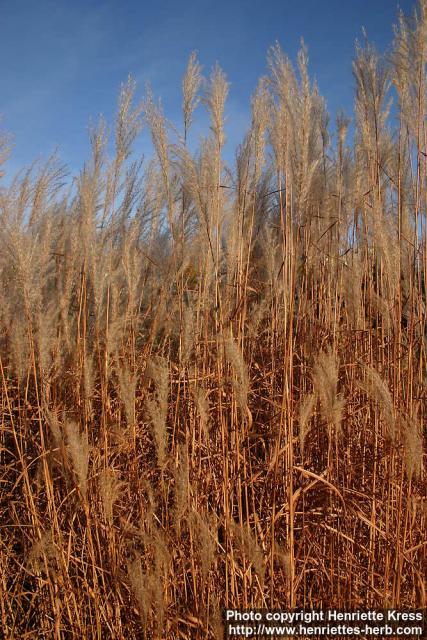 Photo: Miscanthus sacchariflorus 3.