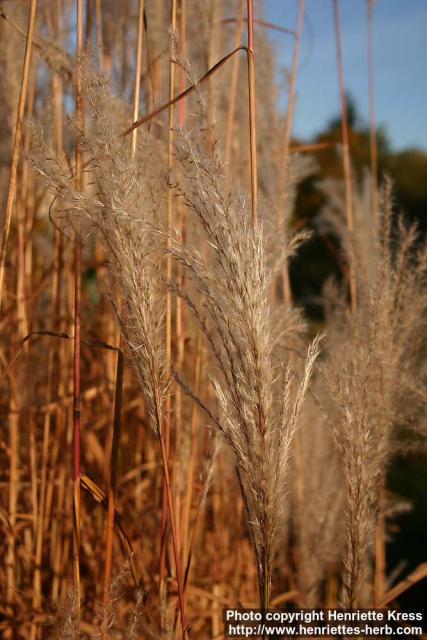 Photo: Miscanthus sacchariflorus 4.