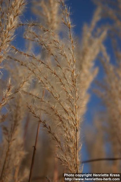 Photo: Miscanthus sacchariflorus 5.